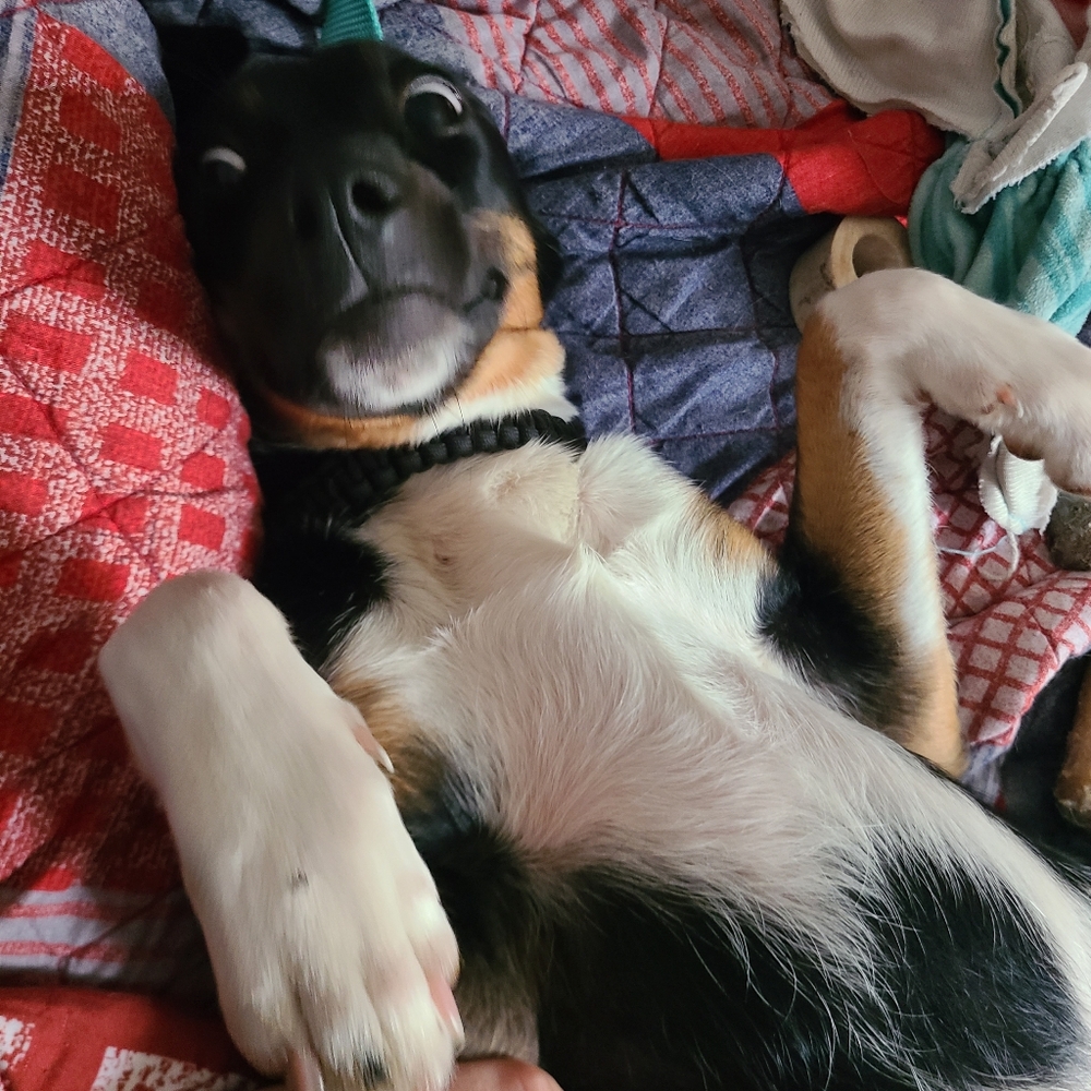 Just pictures of the dogs